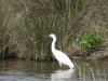 Birds in Albania