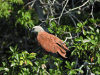 Birds in Belize