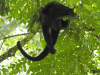 Alouatta pigra