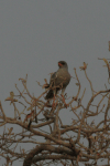 Gabar Goshawk (Micronisus gabar)