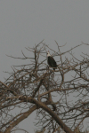 African Fish Eagle (Haliaeetus vocifer)