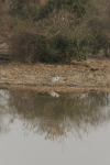 Western Grey Heron (Ardea cinerea cinerea)