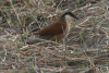 Senegal Coucal (Centropus senegalensis)