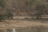 Denham's Bustard (Neotis denhami)