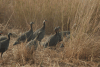 West African Helmeted Guineafowl (Numida meleagris galeatus)