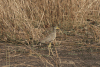 African Wattled Lapwing (Vanellus senegallus)