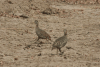 Double-spurred Francolin (Pternistis bicalcaratus)