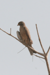 Grasshopper Buzzard (Butastur rufipennis)