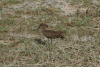 Hamerkop (Scopus umbretta)