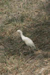 Western Cattle Egret (Bubulcus ibis ibis)