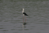 Black-winged Stilt (Himantopus himantopus)