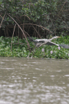 Western Grey Heron (Ardea cinerea cinerea)