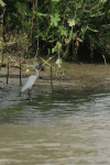 Western Little Egret (Egretta garzetta garzetta)