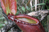 Nepenthes rajah