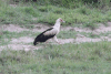 Birds in Cameroon