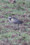 Ardea melanocephala