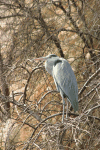 Birds in Egypt