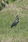 Ardea melanocephala