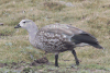 Birds in Ethiopia