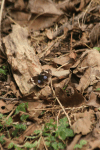 Junonia oenone oenone