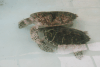 Eretmochelys imbricata