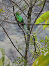 Resplendent Quetzal (Pharomachrus mocinno)