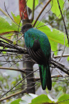 Resplendent Quetzal (Pharomachrus mocinno)