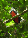 Slaty-tailed Trogon (Trogon massena)