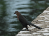 Great-tailed Grackle (Quiscalus mexicanus)