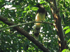 Brown Jay (Psilorhinus morio)