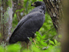 Great Black Hawk (Buteogallus urubitinga)