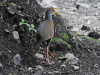 Russet-naped Wood Rail (Aramides albiventris)