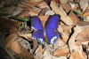 Morpho menelaus