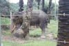 Elephas maximus