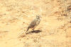 Nyika Rufous-naped Lark (Mirafra africana nyikae)