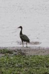 Northern Spur-winged Goose (Plectropterus gambensis gambensis)