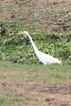 African Great Egret (Ardea alba melanorhynchos)