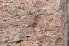 White-browed Robin-chat (Cossypha heuglini)