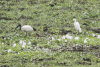 African Sacred Ibis (Threskiornis aethiopicus)