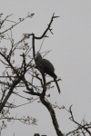 Grey Go-away Bird (Corythaixoides concolor)