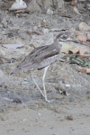 Water Thick-knee (Burhinus vermiculatus)