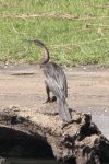 Mainland African Darter (Anhinga rufa rufa)