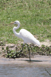 African Great Egret (Ardea alba melanorhynchos)