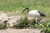 African Sacred Ibis (Threskiornis aethiopicus)