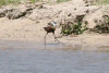 African Jacana (Actophilornis africanus)