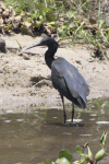 Black Heron (Egretta ardesiaca)