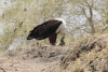 African Fish Eagle (Haliaeetus vocifer)