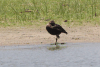 Northern Spur-winged Goose (Plectropterus gambensis gambensis)