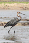 Goliath Heron (Ardea goliath)