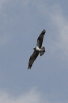 Osprey (Pandion haliaetus)